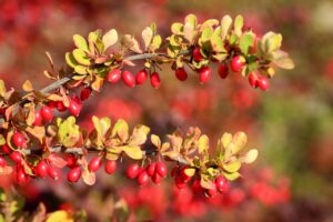 What Is Barberry