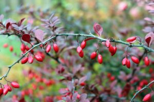 What Is Barberry? - What Is Barberry Good For