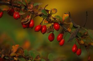 What Is Barberry? - What Is Barberry Good For