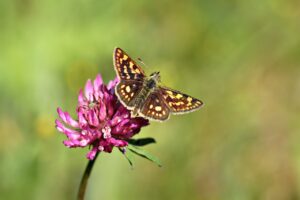 Butterfly and red clover