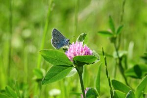 Red clover and butterfly