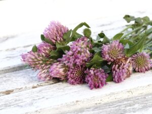 Red Clover Flowers