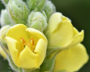 Great Mullein Flowers