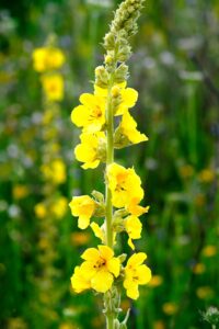 Mullein blossoms