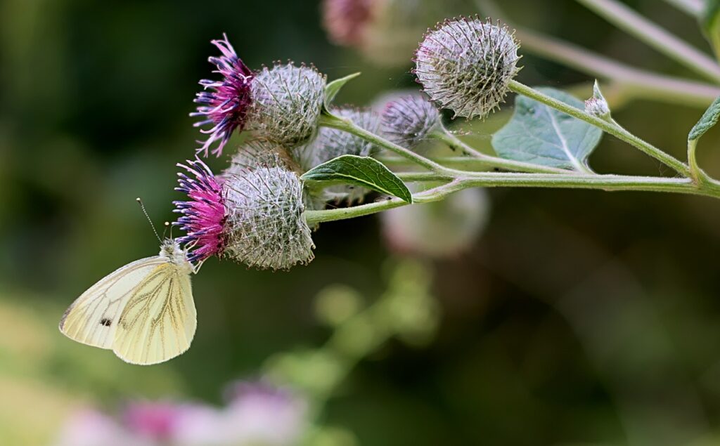 Burdock and Butterfly