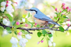 Bird in spring