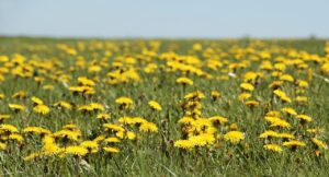 Meadow with Dandelions