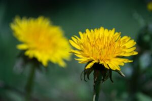 Dandelion flower