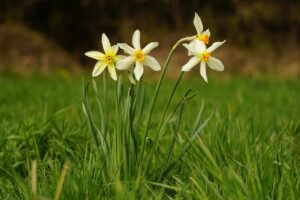 Spring Flowers