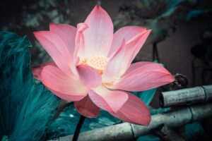 Flower for Peace