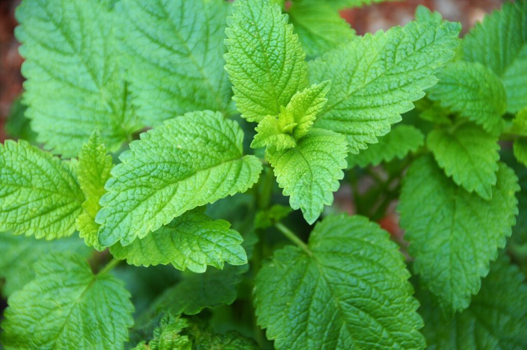 Lemon Balm for Stress Relief