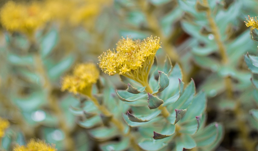 Rhodiola for Stress Relief