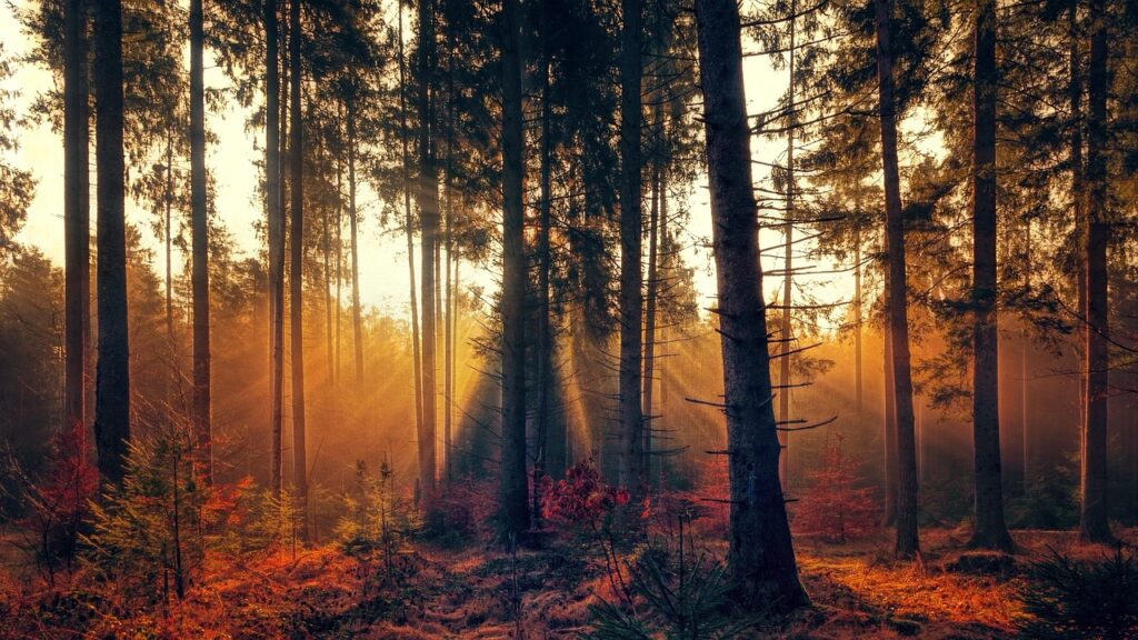 Forest and Sunrise