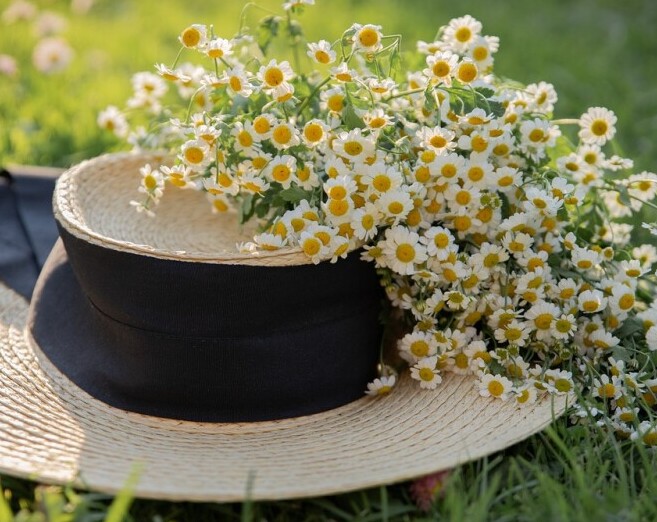 Chamomile and Hat