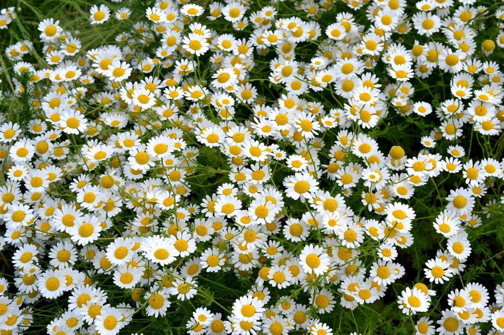 Chamomile